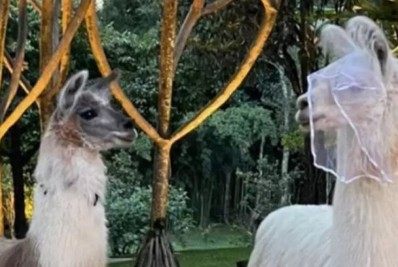 Em meio à pandemia, casamento da filha de Ricardo Eletro tem aglomeração e lhama com véu de noiva