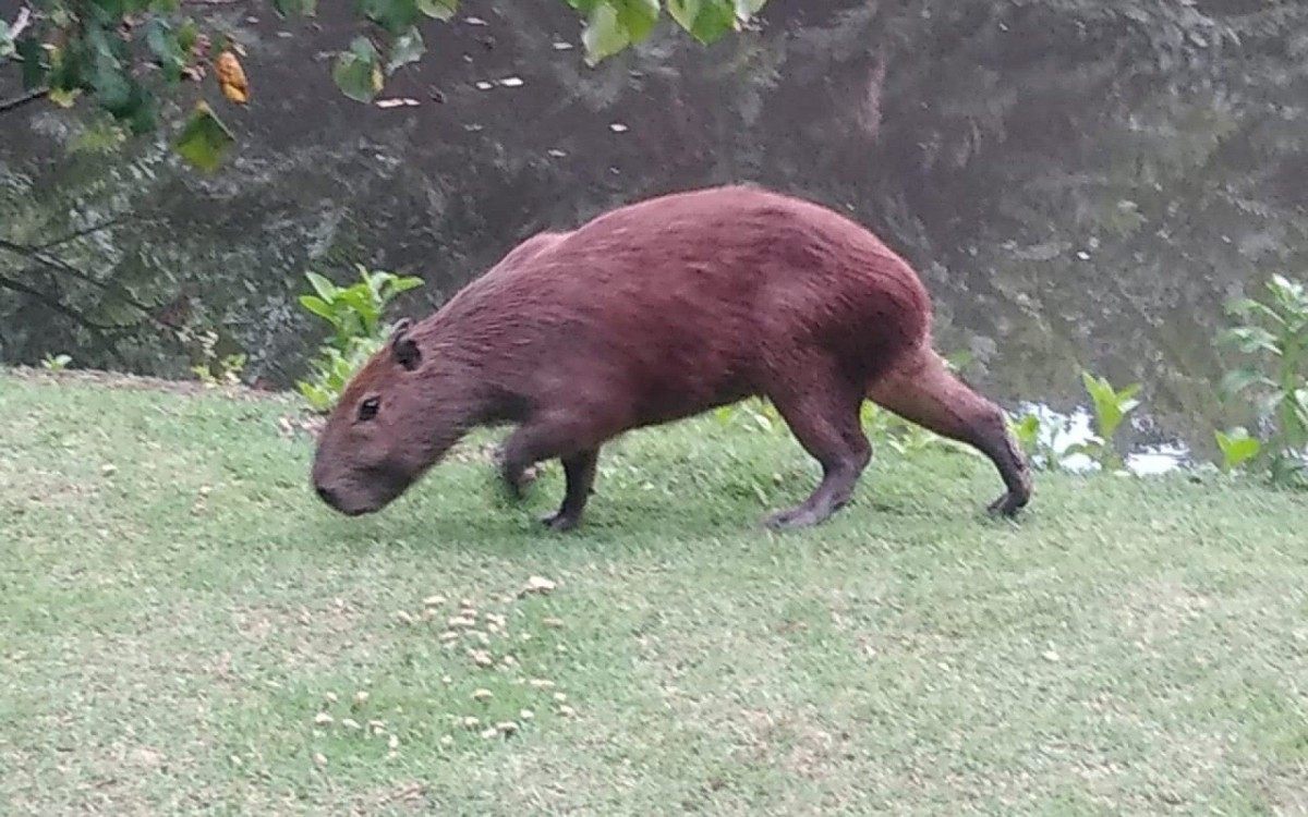 Patrulha ambiental resgata capivara e jiboia em diferentes pontos da cidade   - Divulgação / Guarda Municipal 