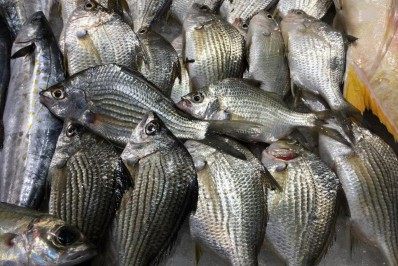 Dicas de consumo do pescado para as festas de fim de ano