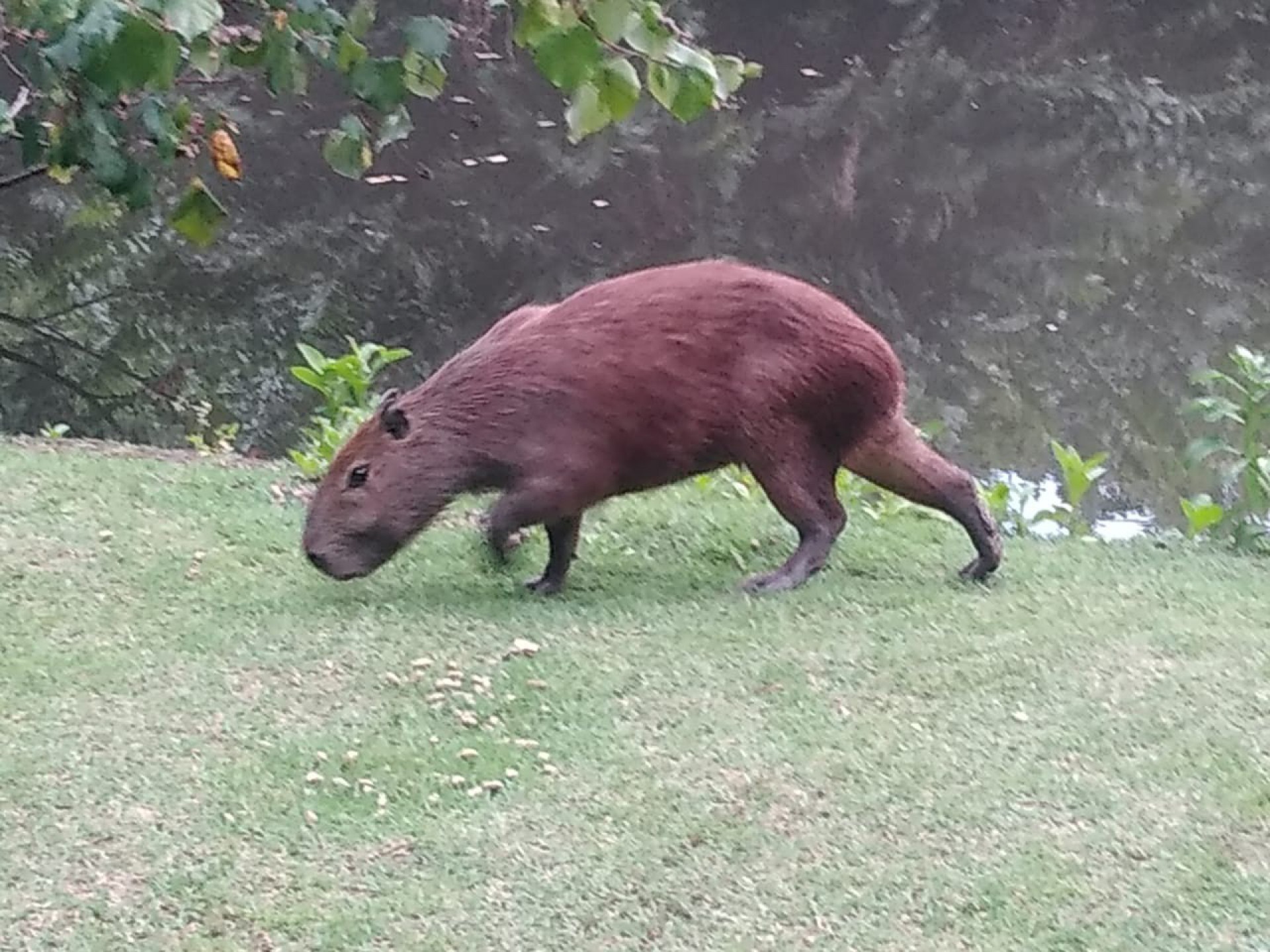 Patrulha ambiental resgata capivara e jiboia em diferentes pontos da cidade

 - Divulgação / Guarda Municipal 