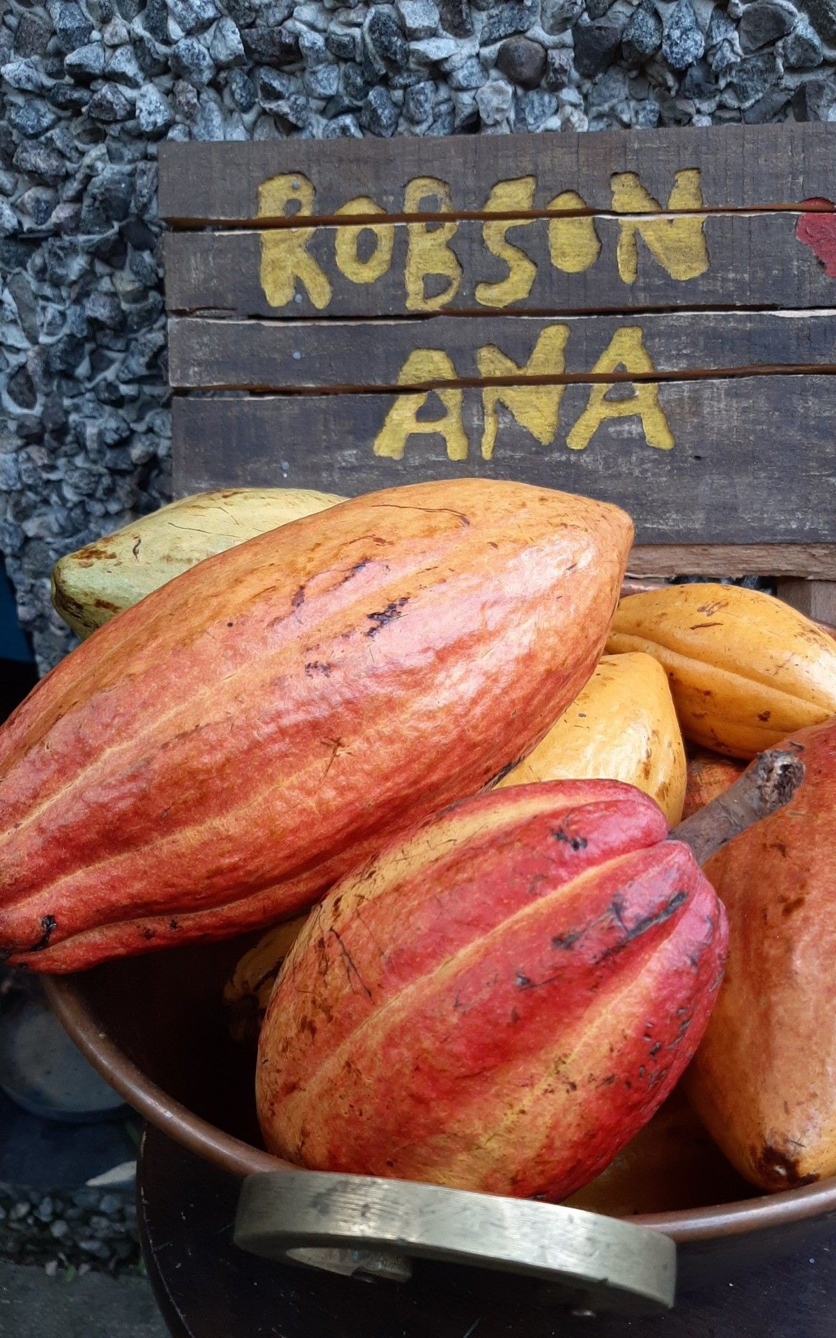 Cacau produzido em casa por Ana Paula Moreira e o marido