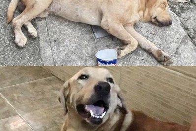 Eu vou tomar a vacina