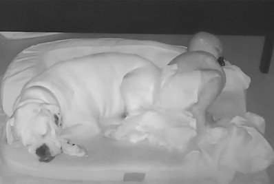 Vídeo: garotinho sai da cama para ir dormir com o cachorro