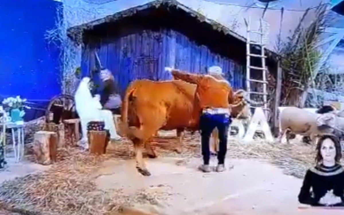 Pessoas criticaram o fato de terem colocado uma vaca de verdade na televisão - Reprodução / Twitter