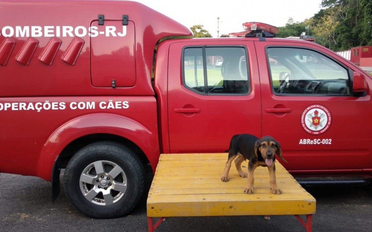 Nomes sugeridos para ele são Hórus, Texas ou Gringo
 - Divulgação / Bombeiros 