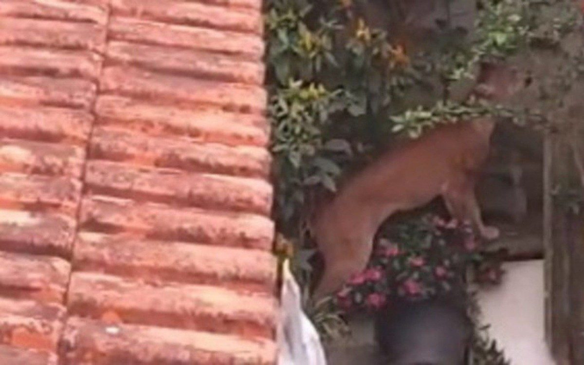 Onça pintada no quintal de casa - Reprodução