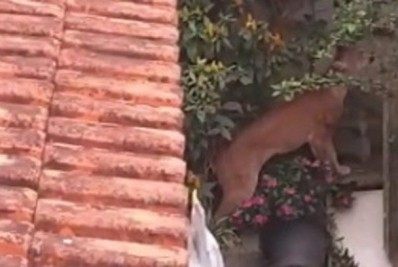 Onça é vista caminhando no quintal de uma casa em Minas Gerais; assista