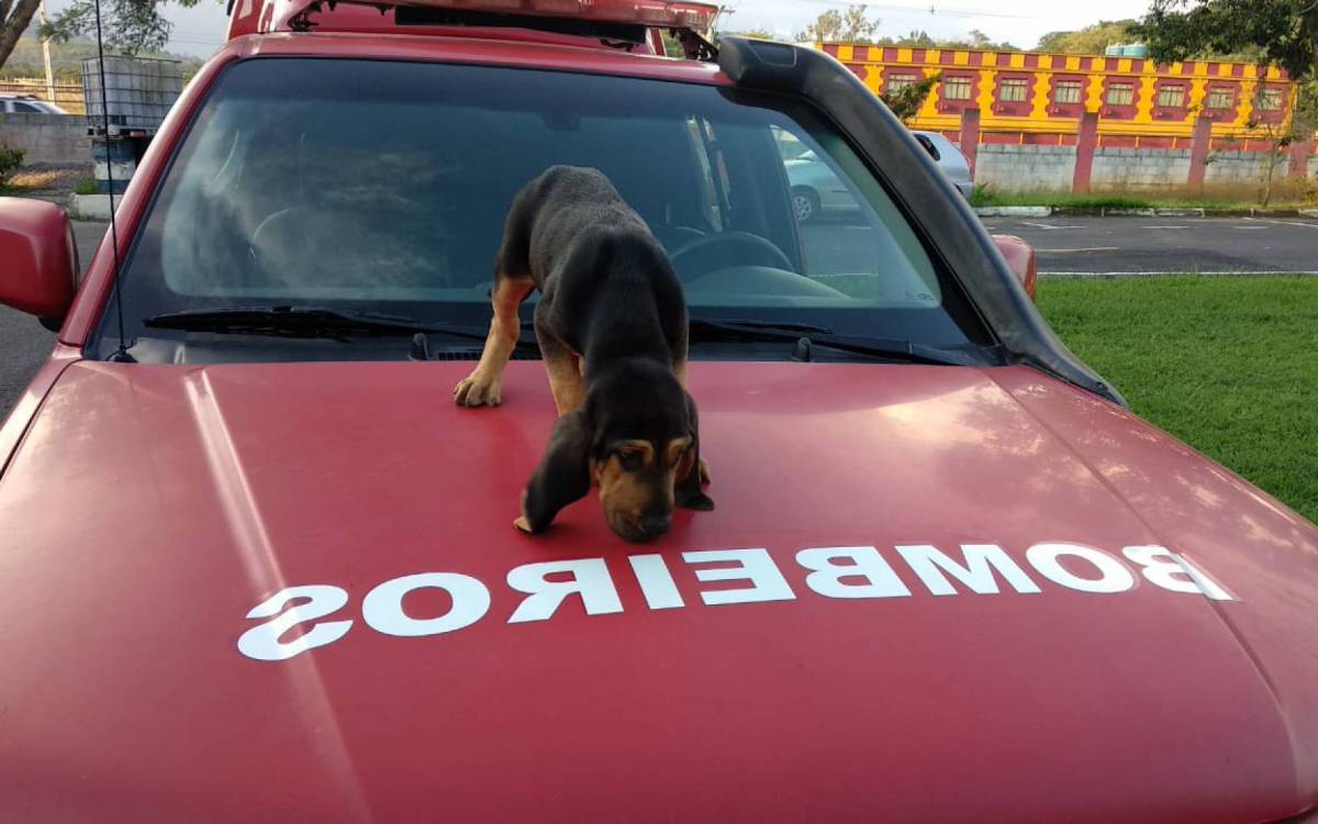 Canil do Corpo de Bombeiros RJ ganha novo refor&ccedil;o
