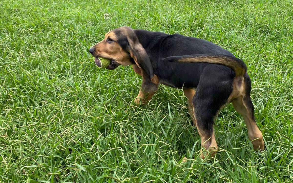 Canil do Corpo de Bombeiros RJ ganha novo refor&ccedil;o
