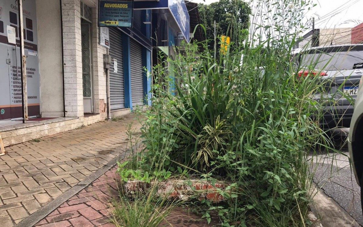 Na rua General Bocaiúva, perto do número 329, mato cresceu tanto que já passou da altura de um carro 