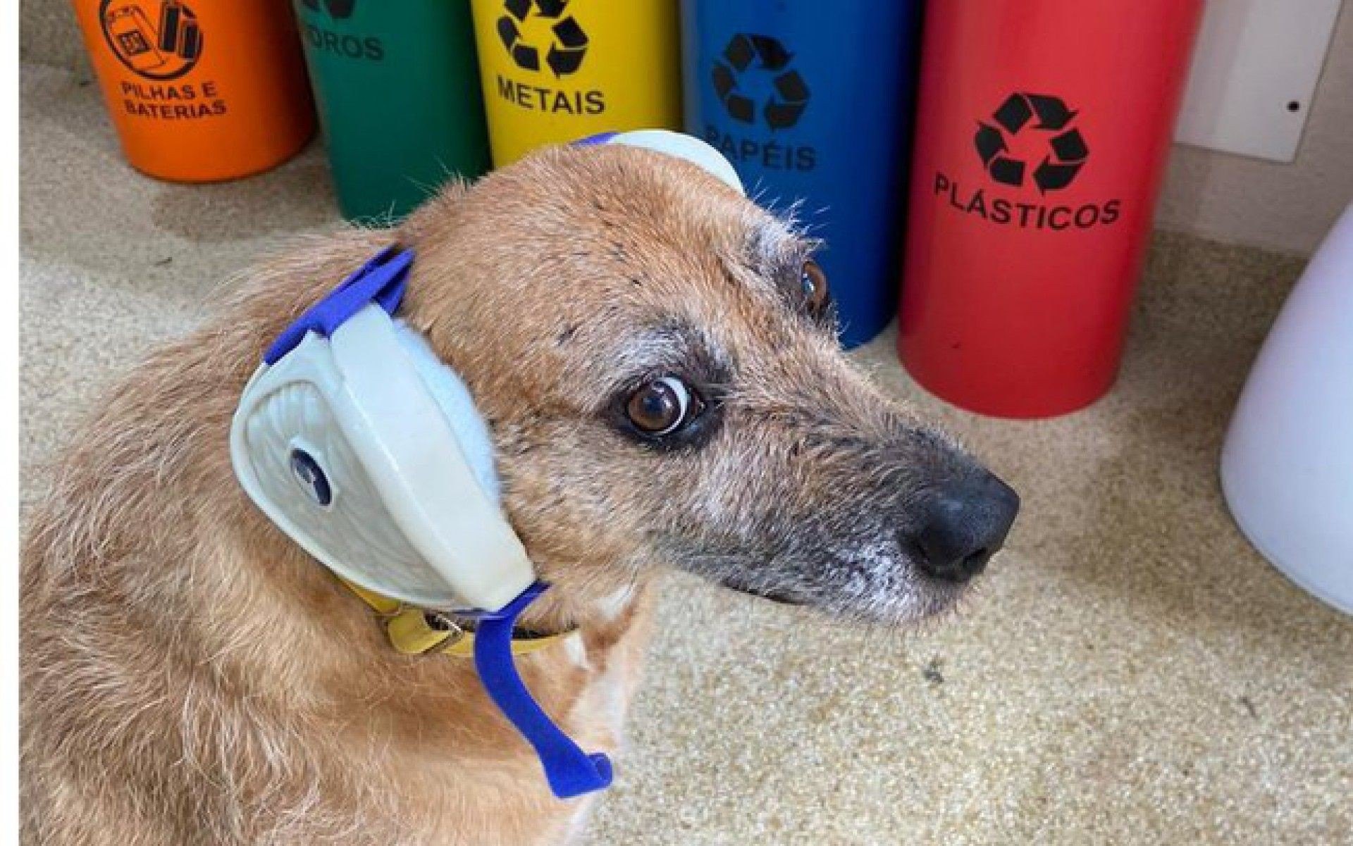 Como proteger seu pet do barulho