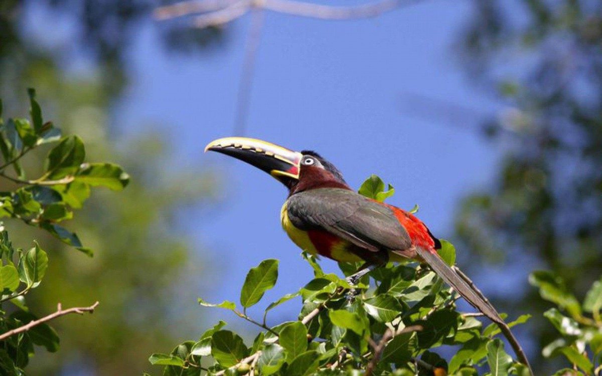 Bichos do Pantanal, Instituto Sustentar