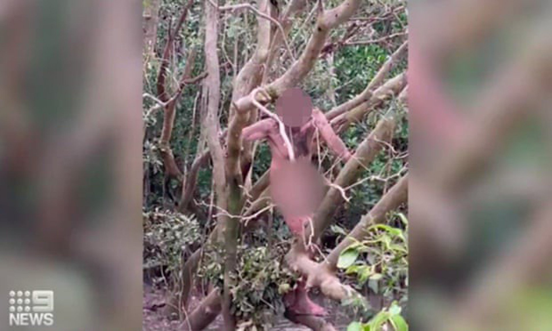 Naked fugitive found hiding in trees above crocodile 