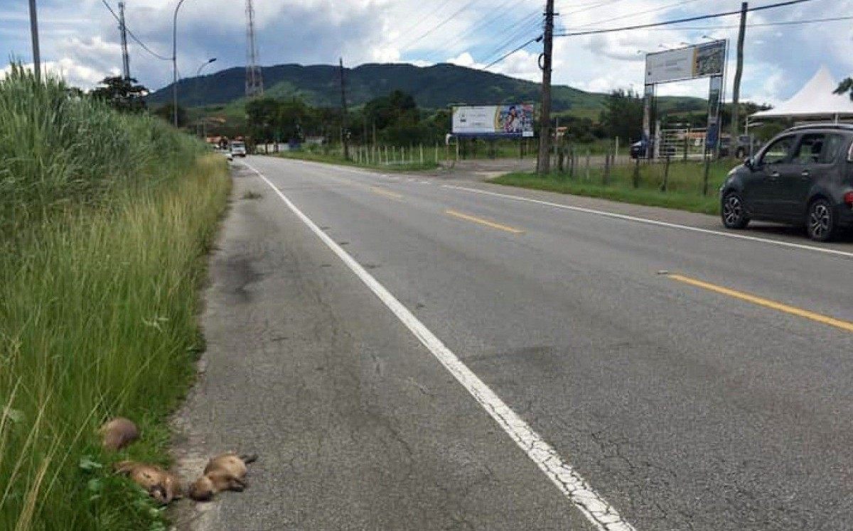 Animais estavam no acostamento