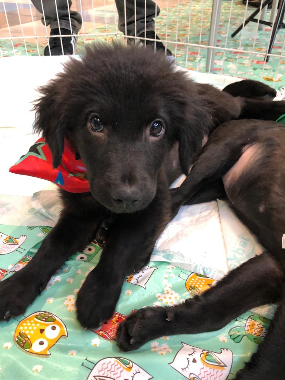 RJPET faz feira de adoção no Bangu Shopping - Foto: Divulgação / RJPET