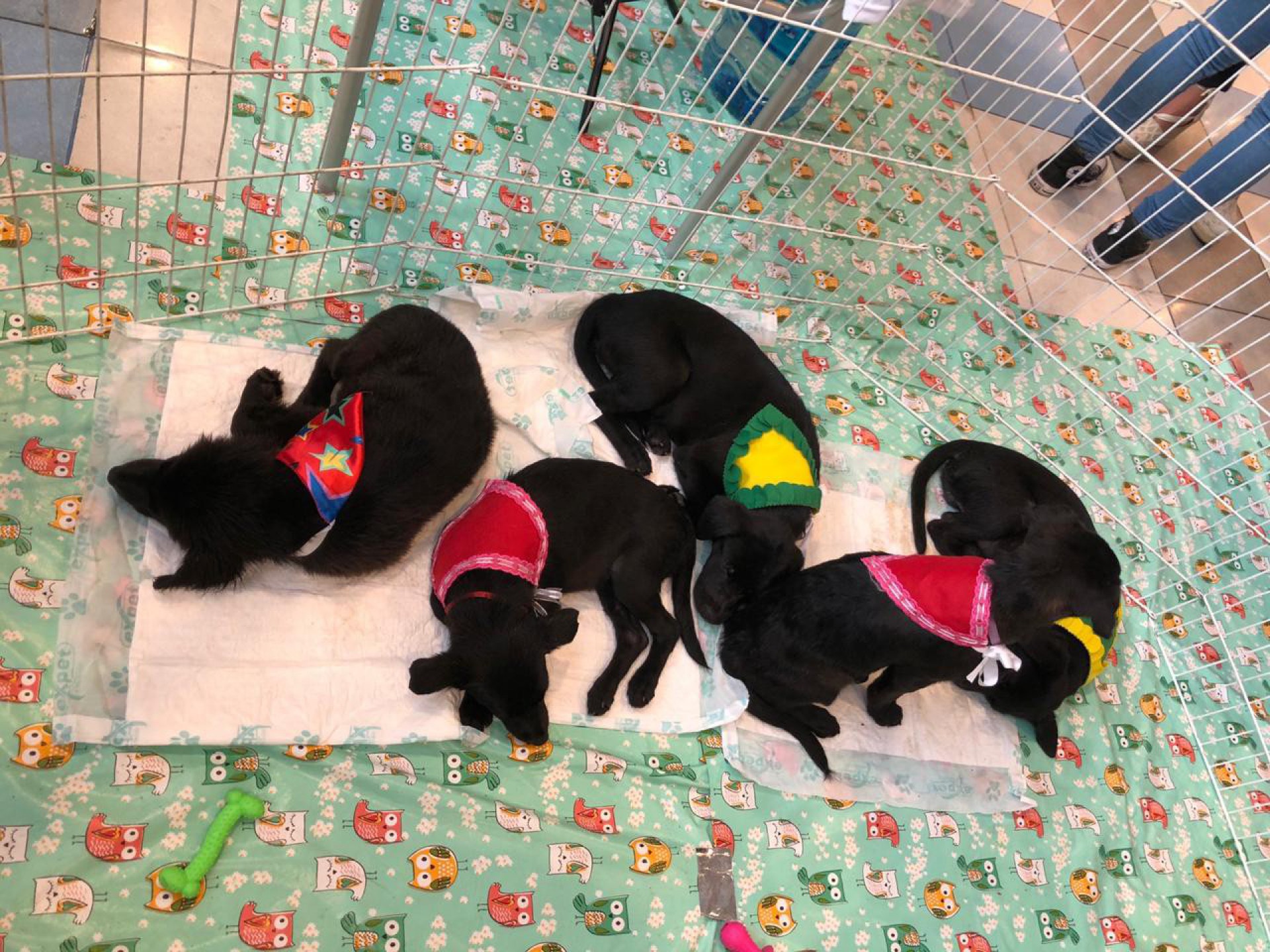 RJPET faz feira de adoção no Bangu Shopping - Foto: Divulgação / RJPET