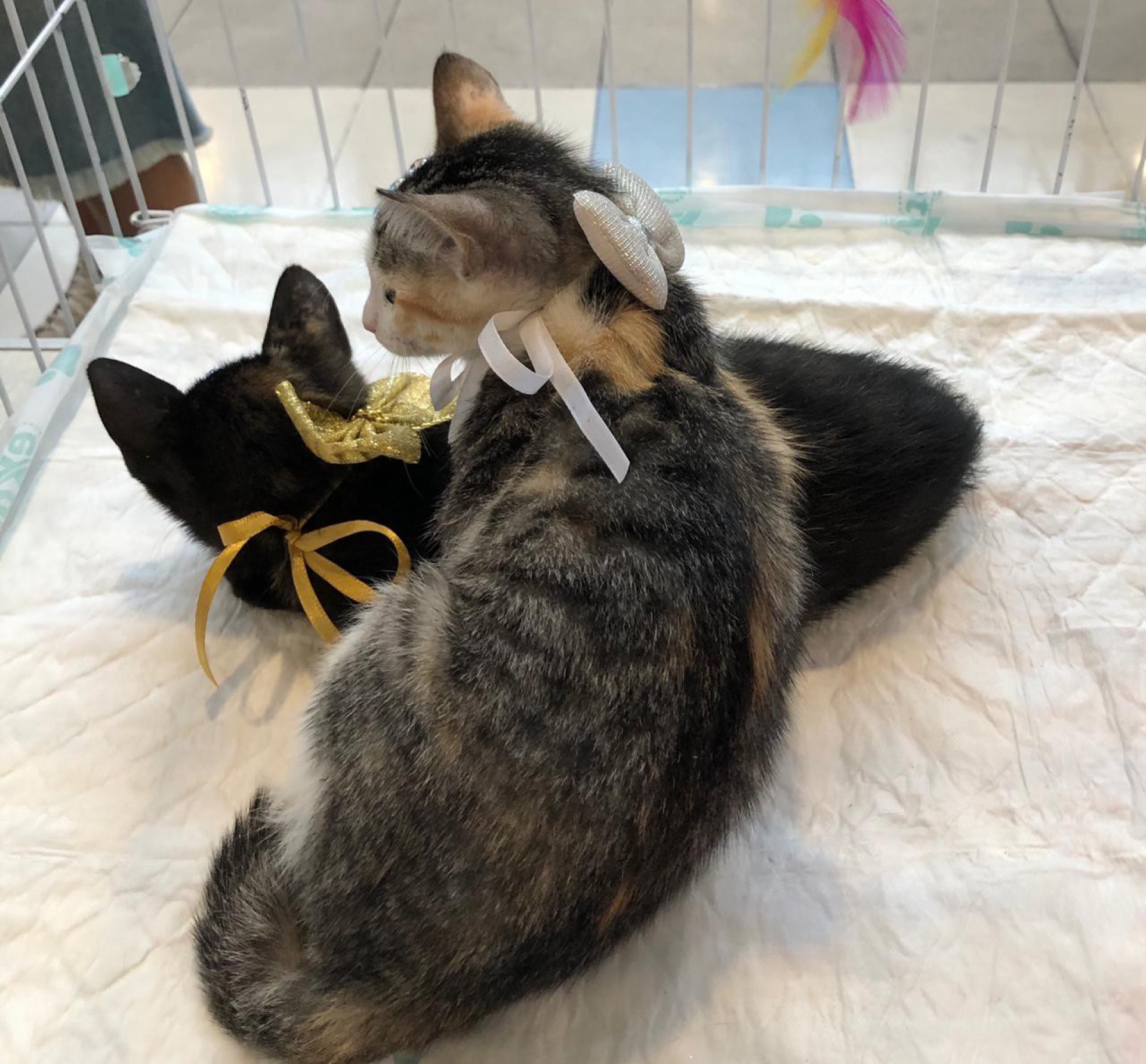 RJPET faz feira de adoção no Bangu Shopping - Foto: Divulgação / RJPET