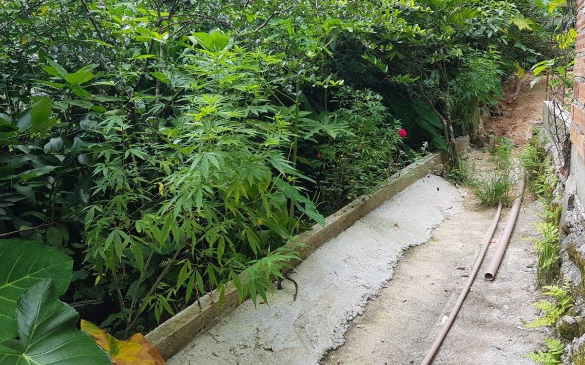 Policiais civis encontraram plantação de maconha em área de preservação ambiental em Magé - Divulgação/Polícia Civil