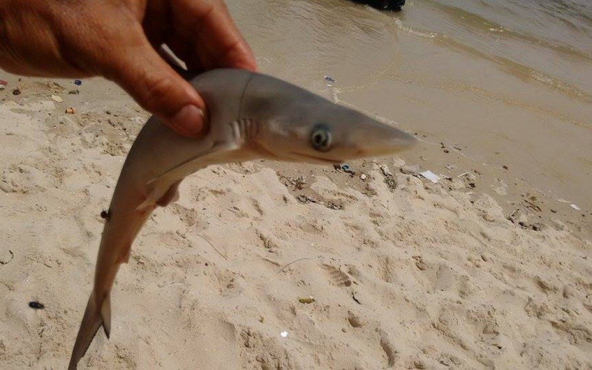 Filhote de tubarão é encontrado por pescadores na Praia de Ponta Negra - Foto: Carlos Alberto