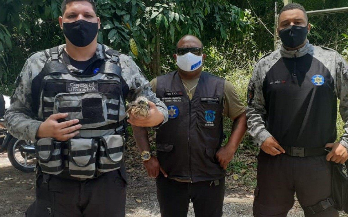 A ave foi encaminhada ao Centro de Triagem de Animais, em Seropédica