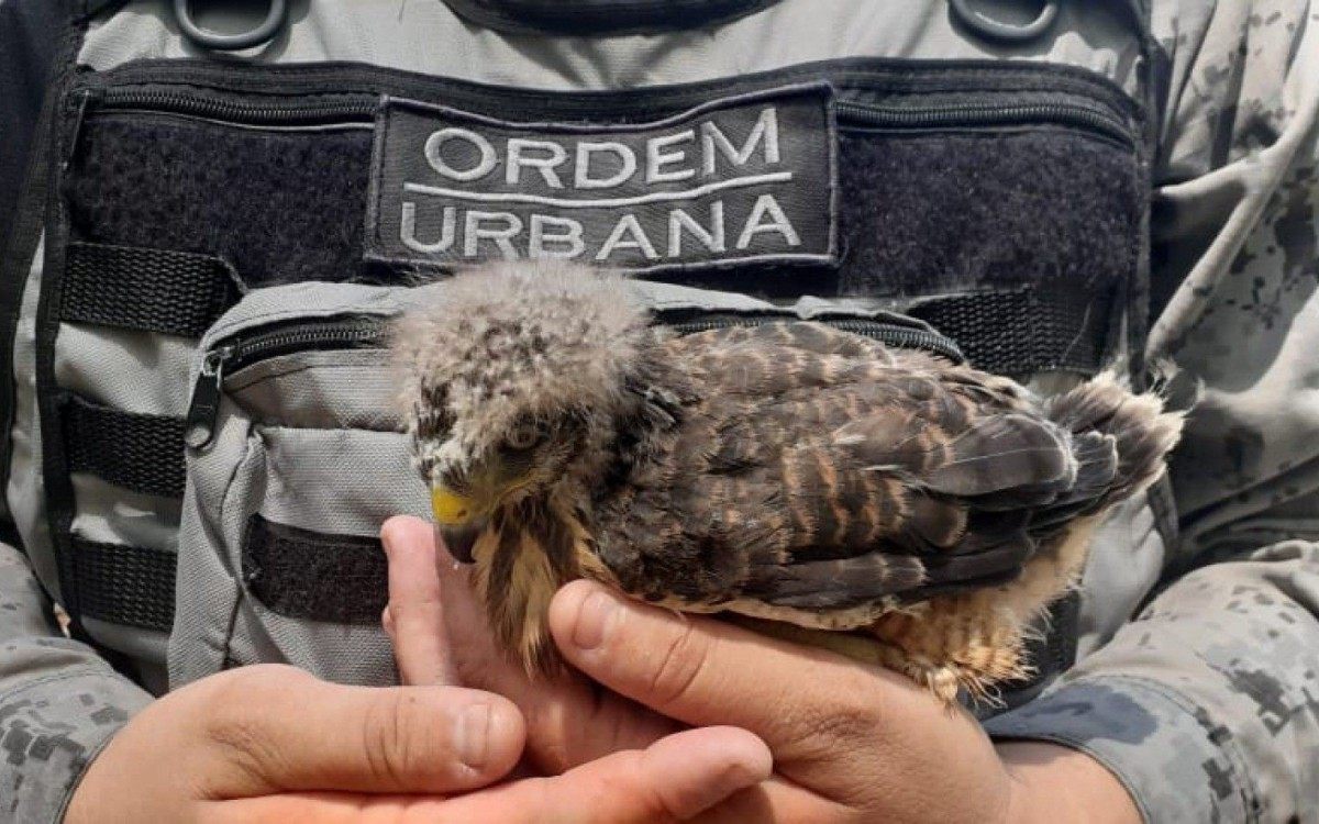 A ave foi recolhida sem ferimentos aparentes  - Divulgação