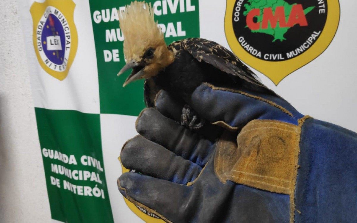 Os dois animais passam bem e foram reintegrados à natureza