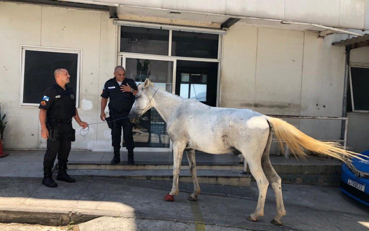 Cavalo – Marcelo Lopes de Lopes
