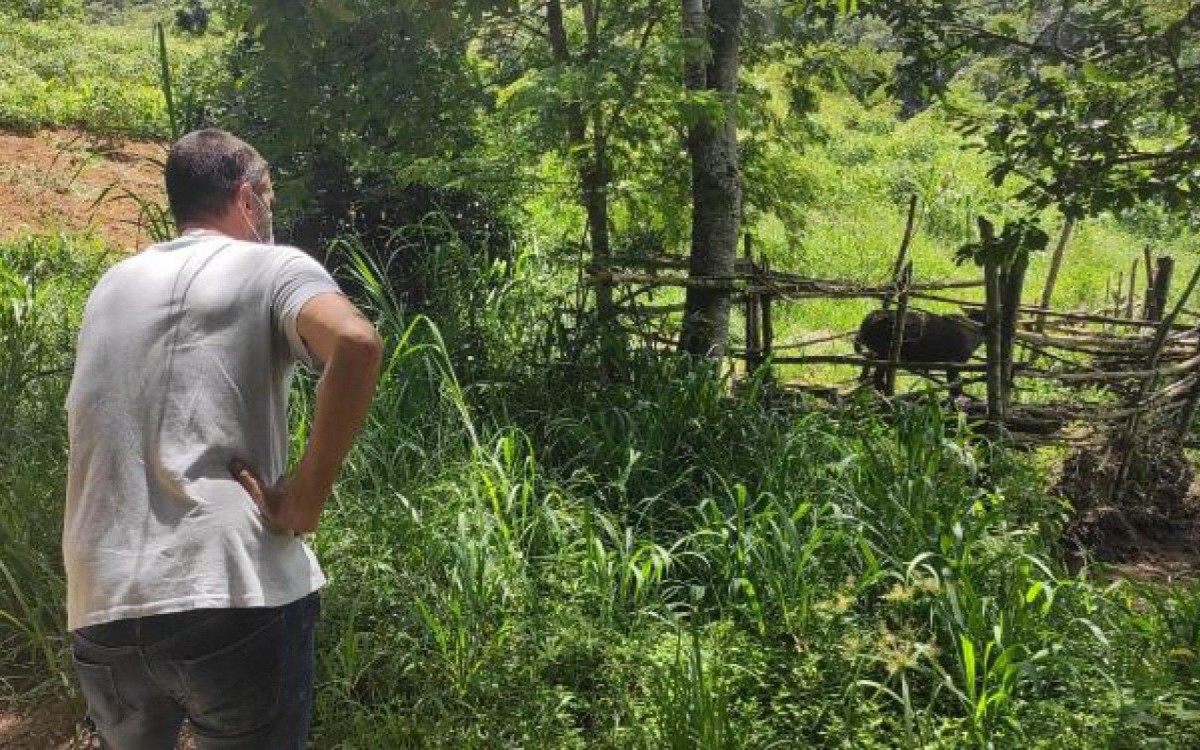 Animais estavam em condições insalubres em Itaipava - Divulgação