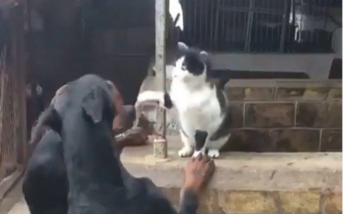 Gato se impôe contra três dobermans e ganha respeito - Reprodução