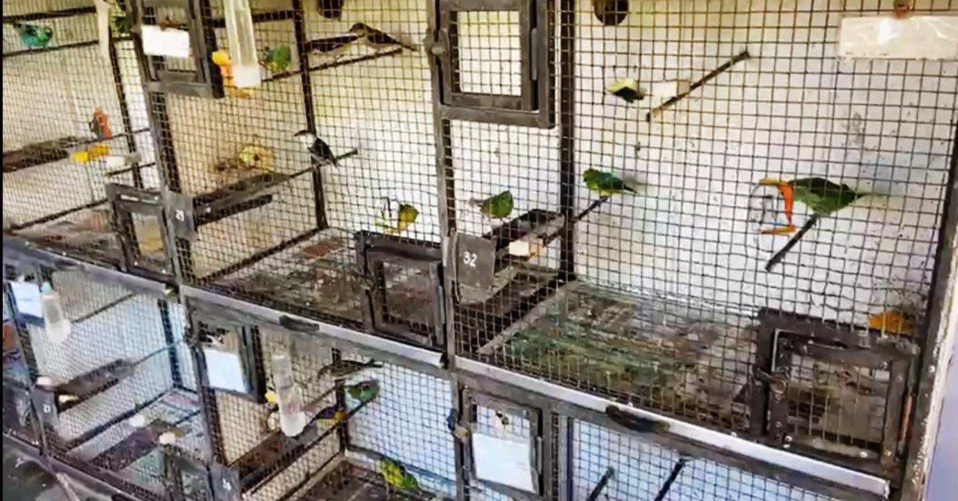 Aves s&atilde;o resgatadas de criadouro clandestino na cidade de Niter&oacute;i