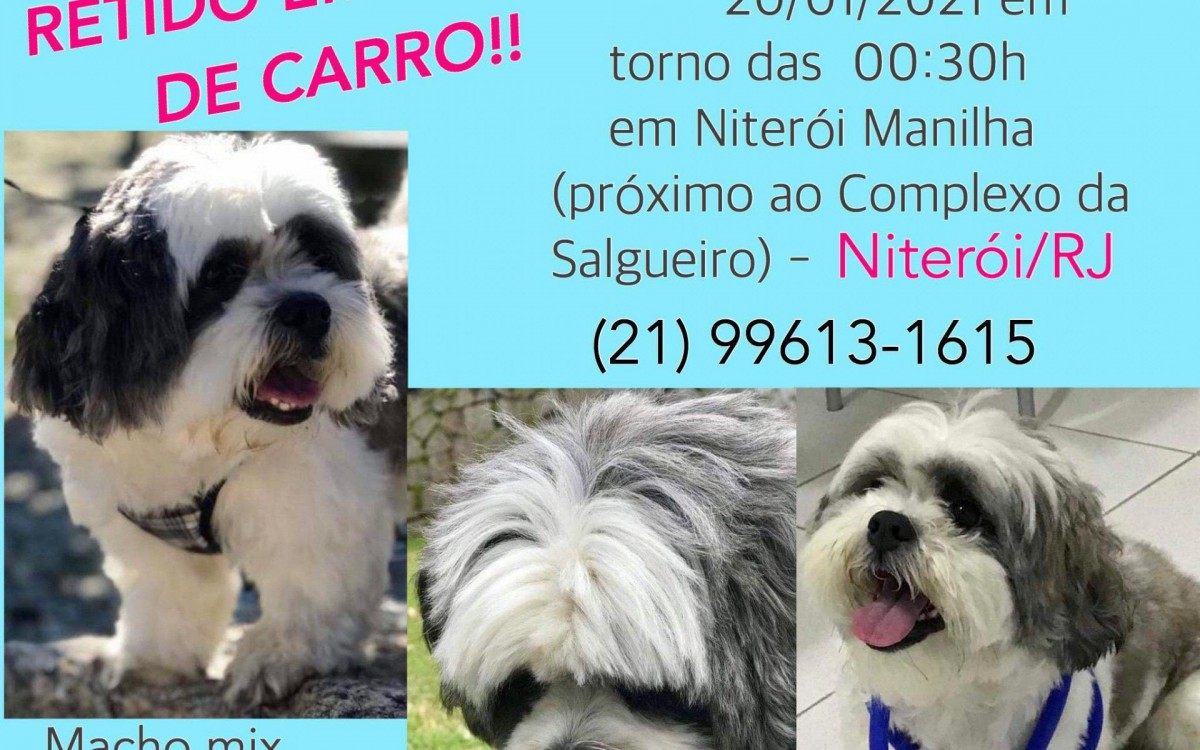 Cachorro Bob, da raça Shihtzu com Lhasa Apso, 5 anos, é levado por criminosos durante roubo de carro em São Gonçalo  - Divulgação