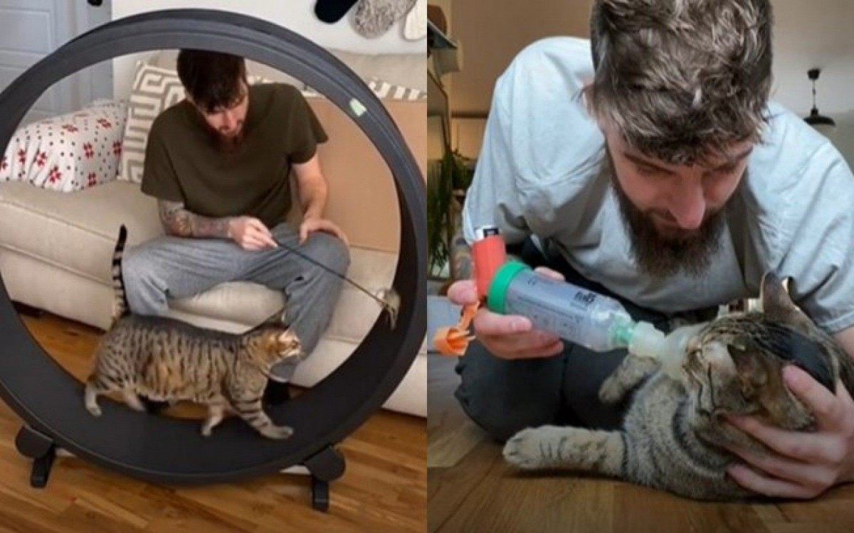 O gatinho Liam - Reprodução