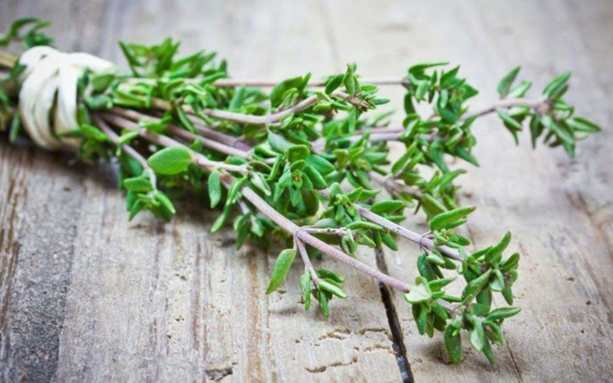 Tomilho - Reprodução de Internet