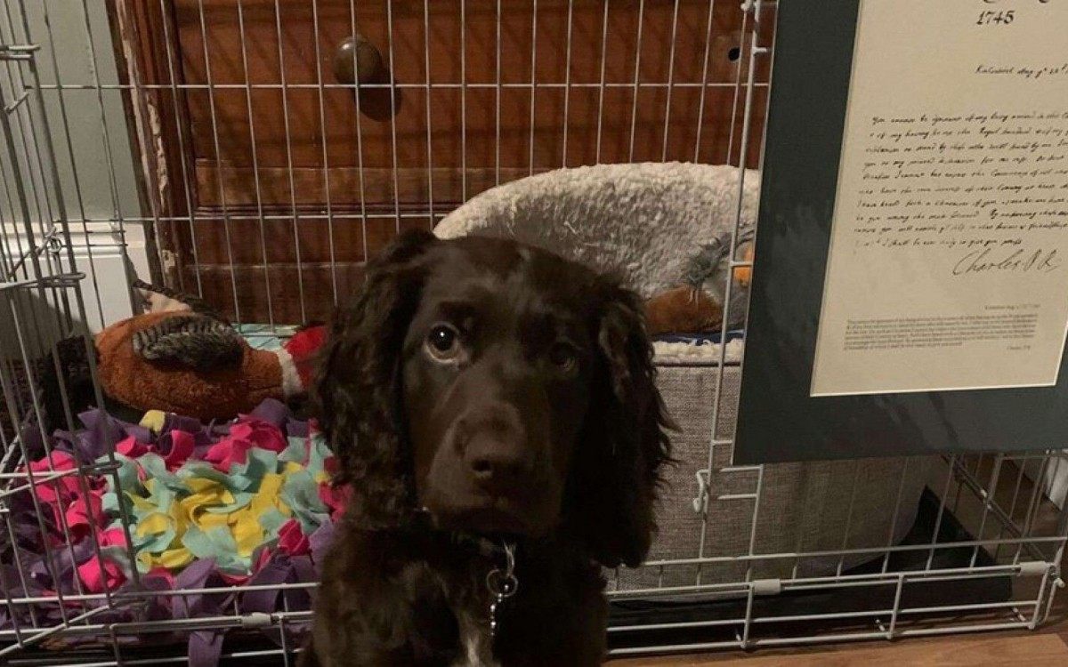 Max sentou no celular da dona dele e comprou a cópia de uma carta de 1745 - Reprodução