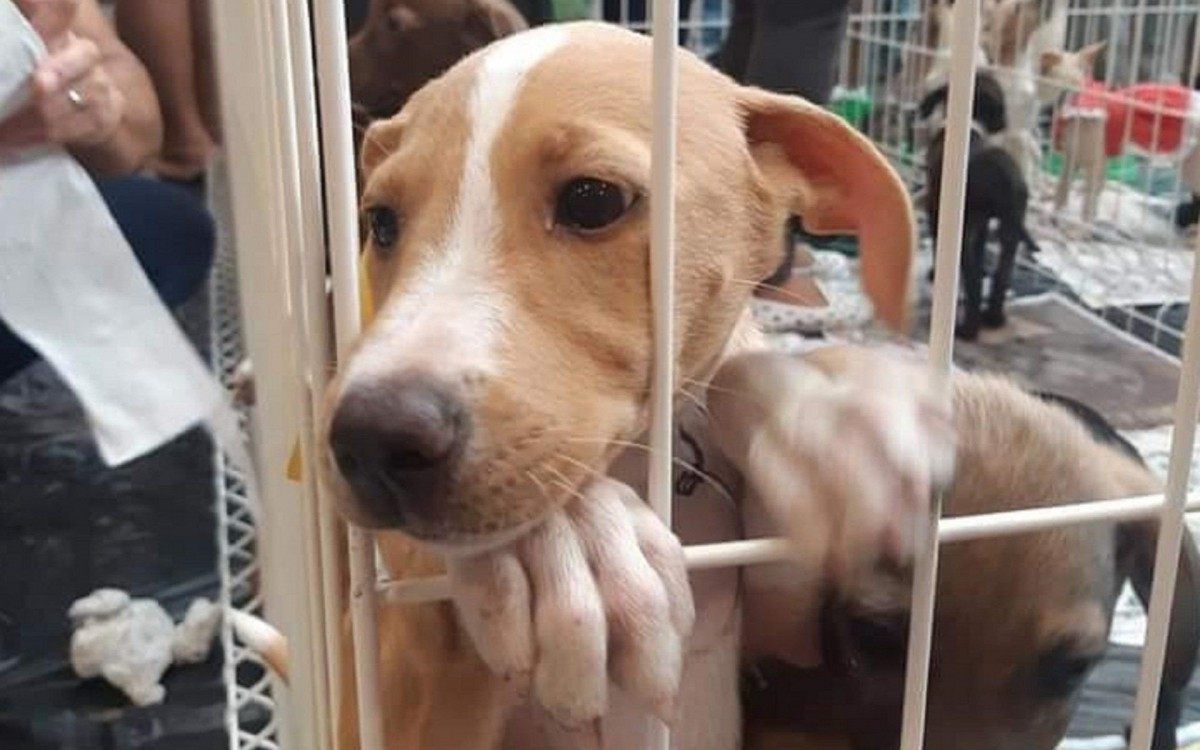 São animais com idades variadas, que foram resgatados em situação de maus tratos ou abandonados nas ruas e, agora, têm a chance de pertencer a uma família e ter uma vida feliz  - Divulgação