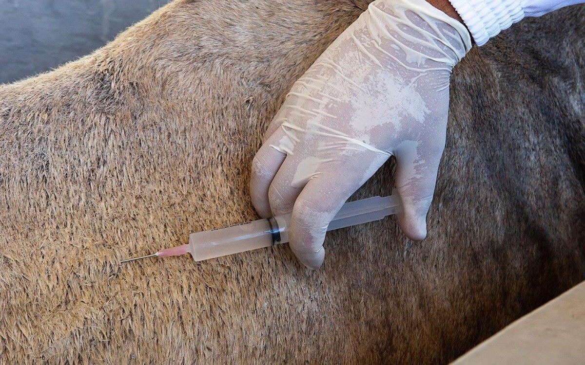 Soro contra a Covid-19 feito com plasma de cavalo será testado em