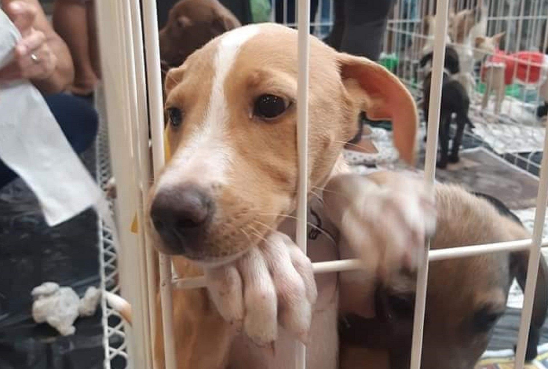 S&atilde;o Gon&ccedil;alo tem feira de ado&ccedil;&atilde;o no Shopping Partage neste domingo (31)