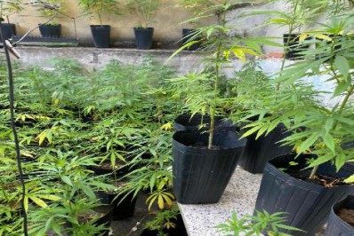 Câmara: comissão aprova texto que autoriza cultivo de maconha para fim medicinal