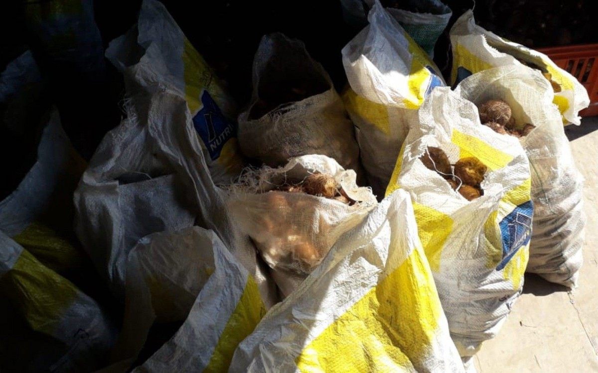 Inhames colhidos no Cepta