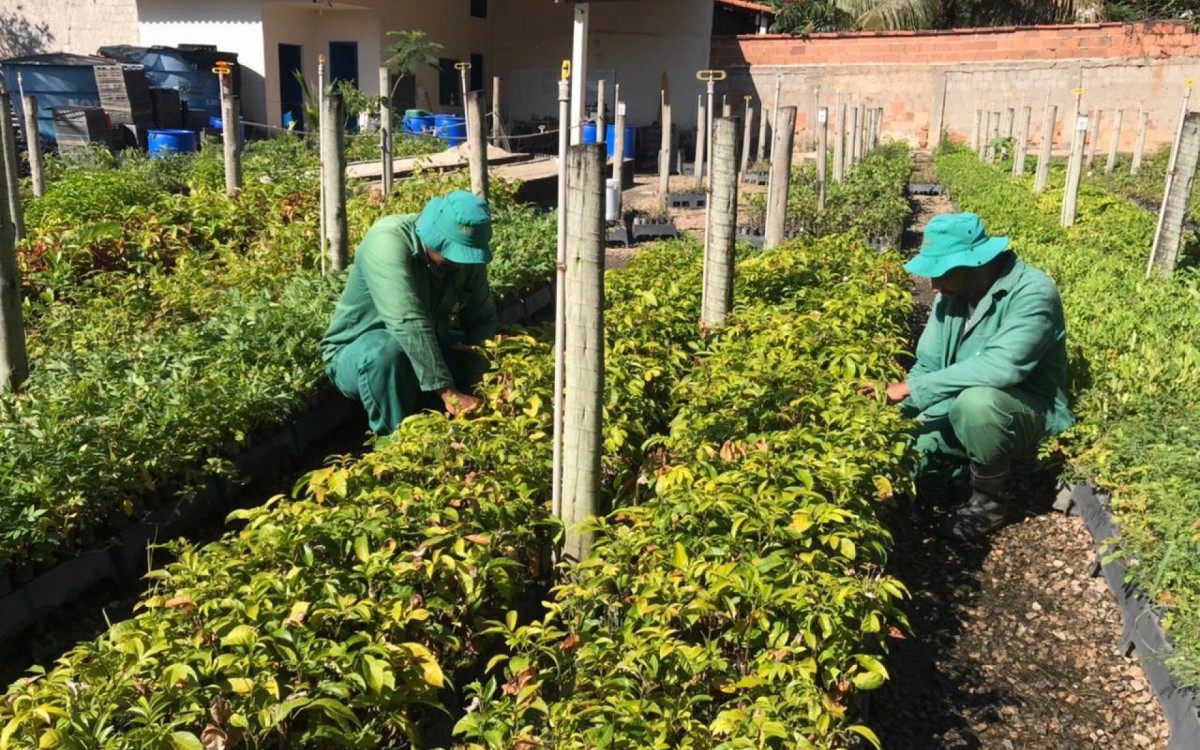 Funcionários da Acácia Amarela trabalham no plantio de mudas: decreto aquece o mercado e cria novas demandas