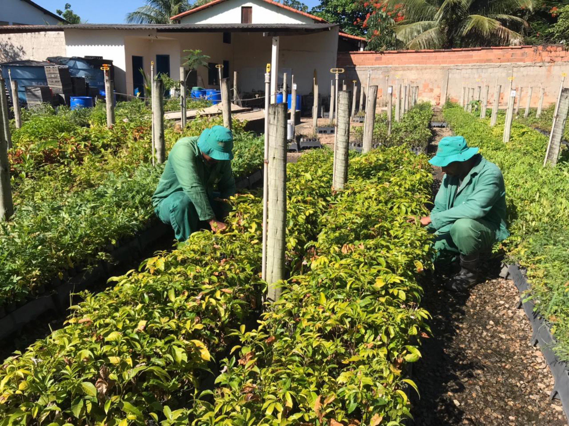 Funcionários da Acácia Amarela trabalham no plantio de mudas: decreto aquece o mercado e cria novas demandas - Divulgação