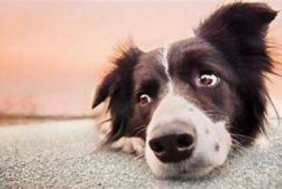 Câmara avança em projeto que proíbe acorrentamento de animais