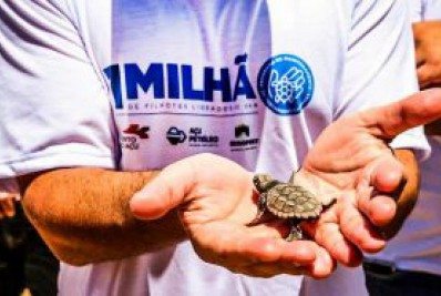 Filhotes de tartaruga marinha são soltos no litoral do Norte do Rio