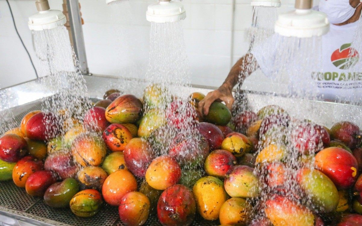 Cooperativa dos Produtores Agropecuários de Mesquita (COOPAMESQ) tem autorização para produzir polpas de nove frutas na Agroindústria Familiar - Gabriel Wilkem/PMM