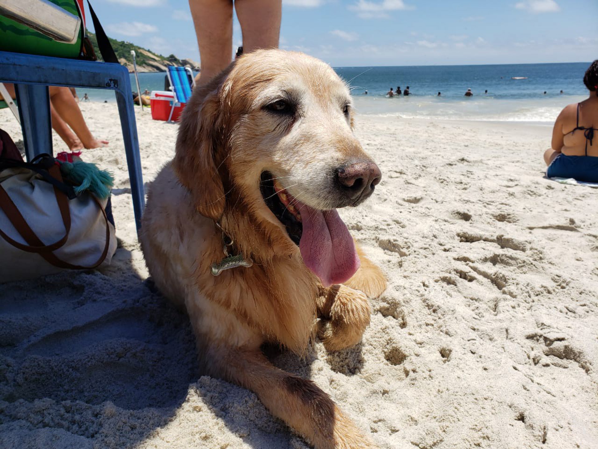 Big, cachorro de assistência de Yovanka - Arquivo Pessoal