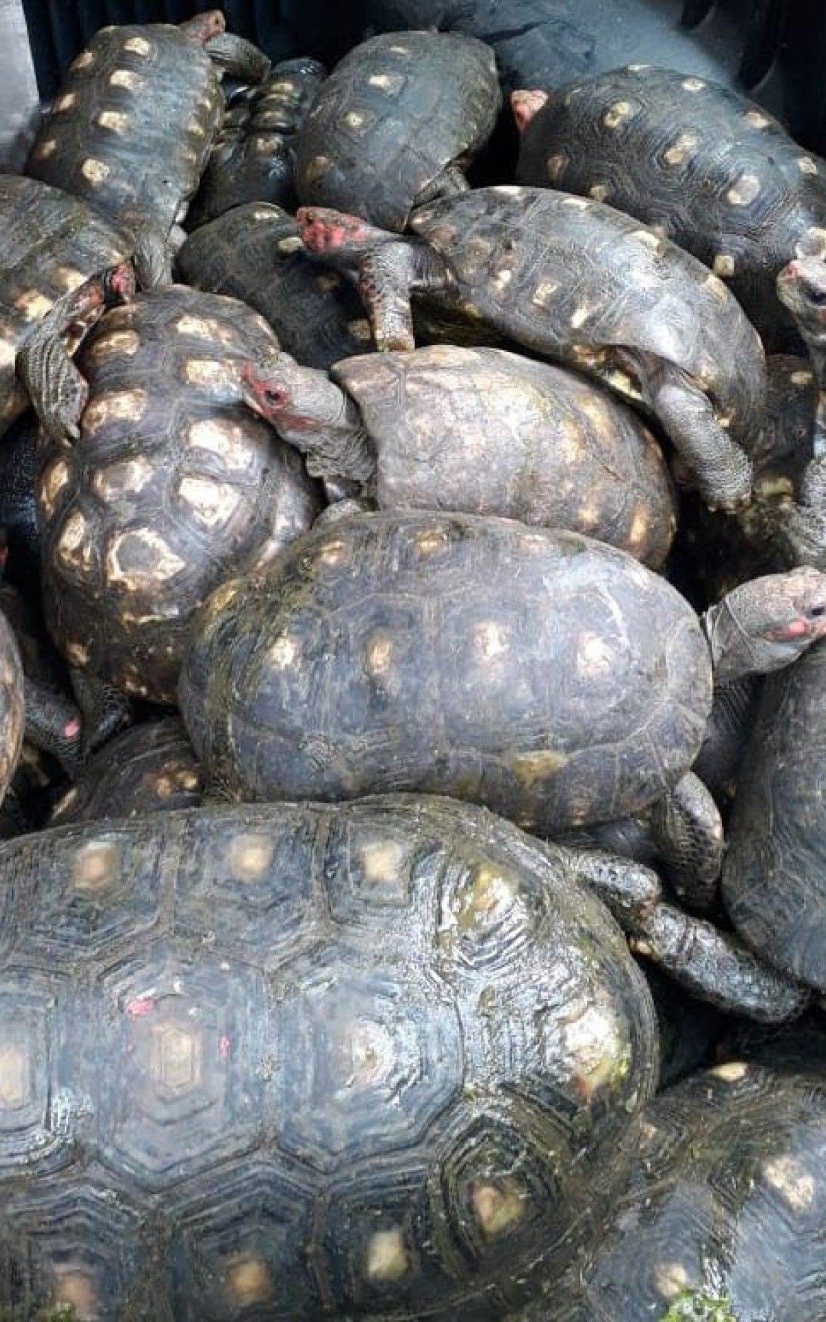Mais de 20 jabutis foram resgatados pela Patrulha Ambiental na Zona Norte do Rio. - Divulgação/SMAC