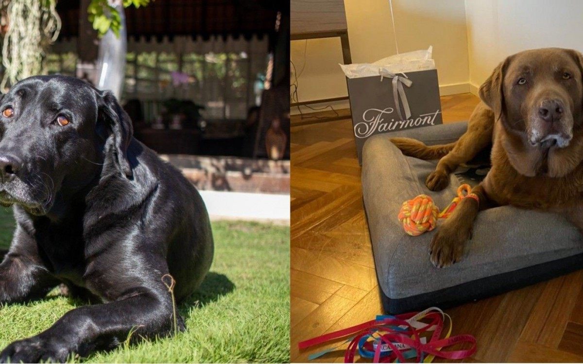 O labrador Black da pousada Casa de Maria e o labrador marrom Bono, que é pentacampeão mundial de surf dog 