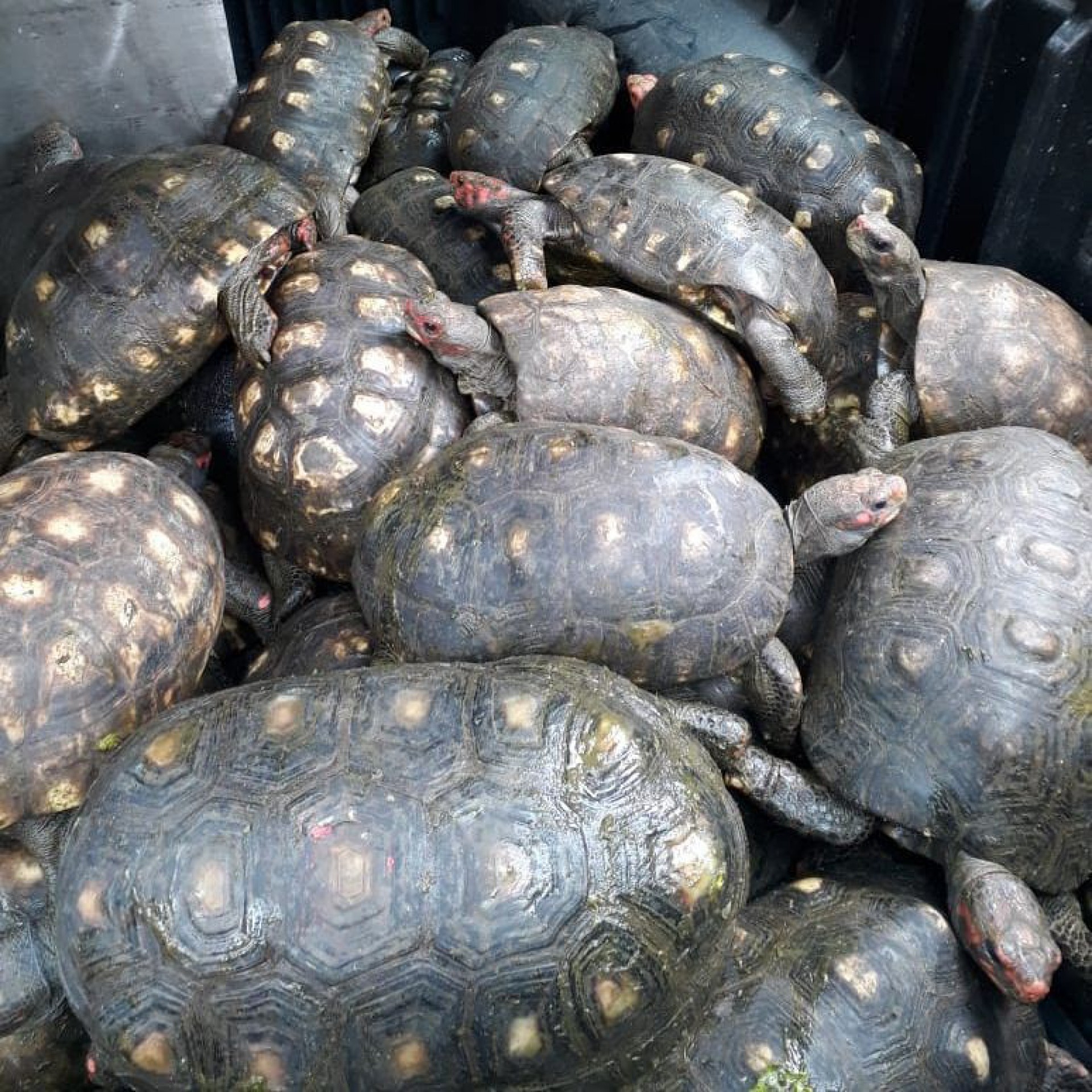 Patrulha Ambiental do Rio resgata 21 jabutis em Engenho de Dentro
