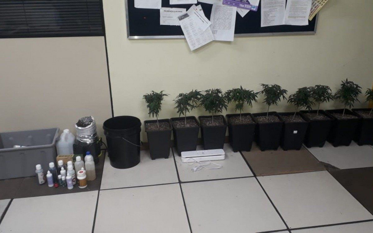 Chamada para checar incêndio, PM descobre plantação de maconha - DivulgaçãoPolícia Militar