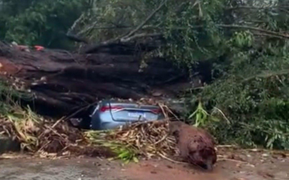 Árvore caiu sobre carros no Hortomercado Municipal, em Itaipava - Reprodução/Redes Sociais